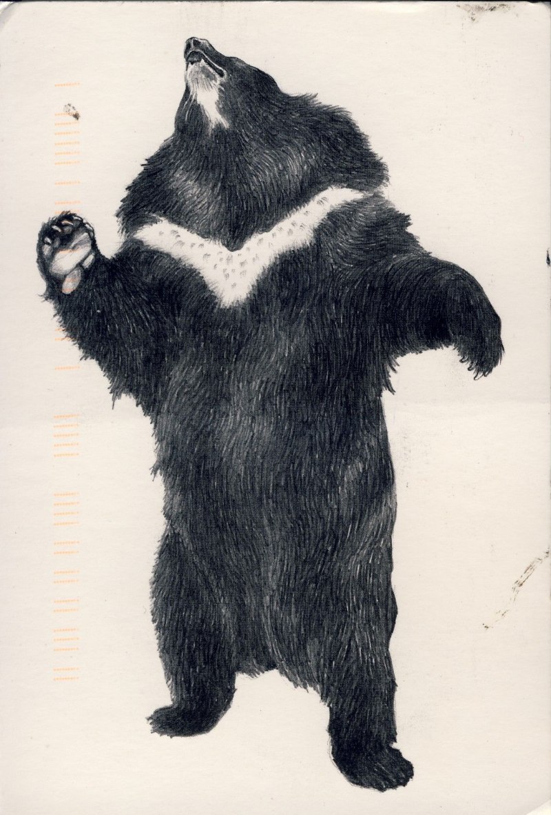 Золотистый Гималайский медведь