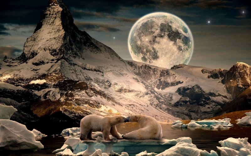 Медведь арт