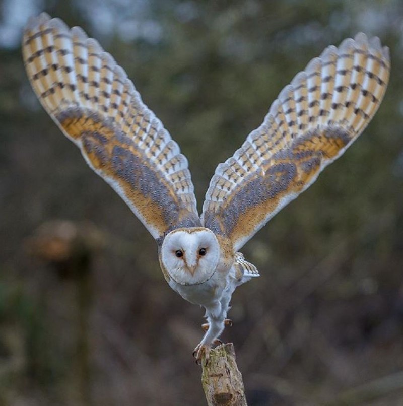 Сипуха размах крыльев