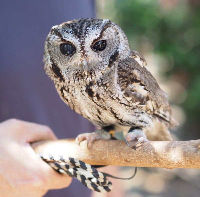 Сова породы Зевс