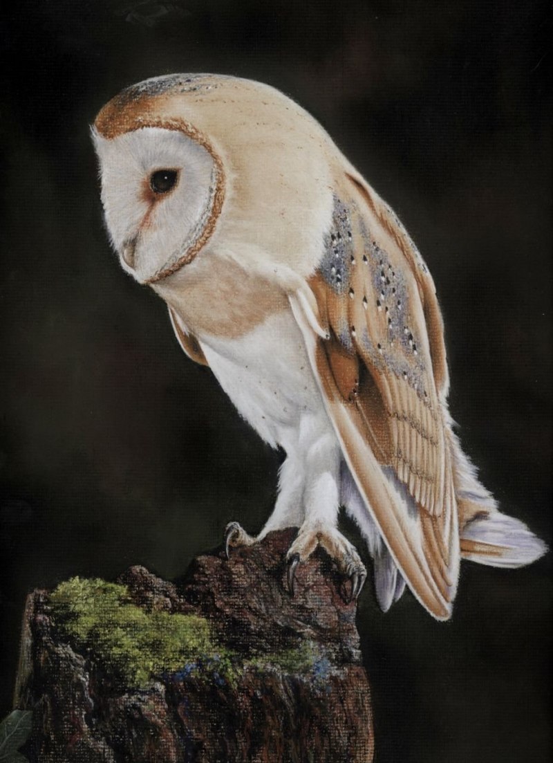 Амбарная Сова сипуха