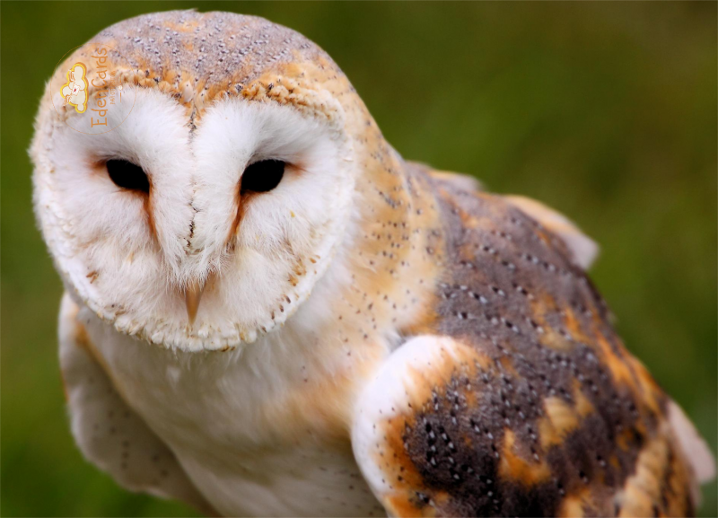 Сова сипуха обыкновенная