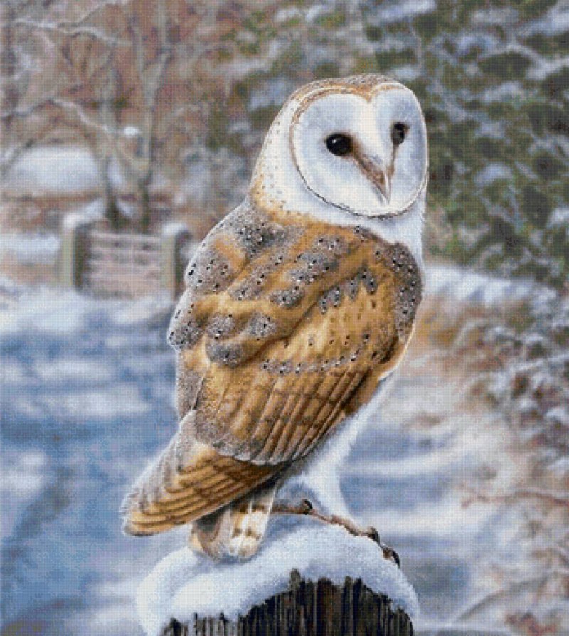 Японская Сова