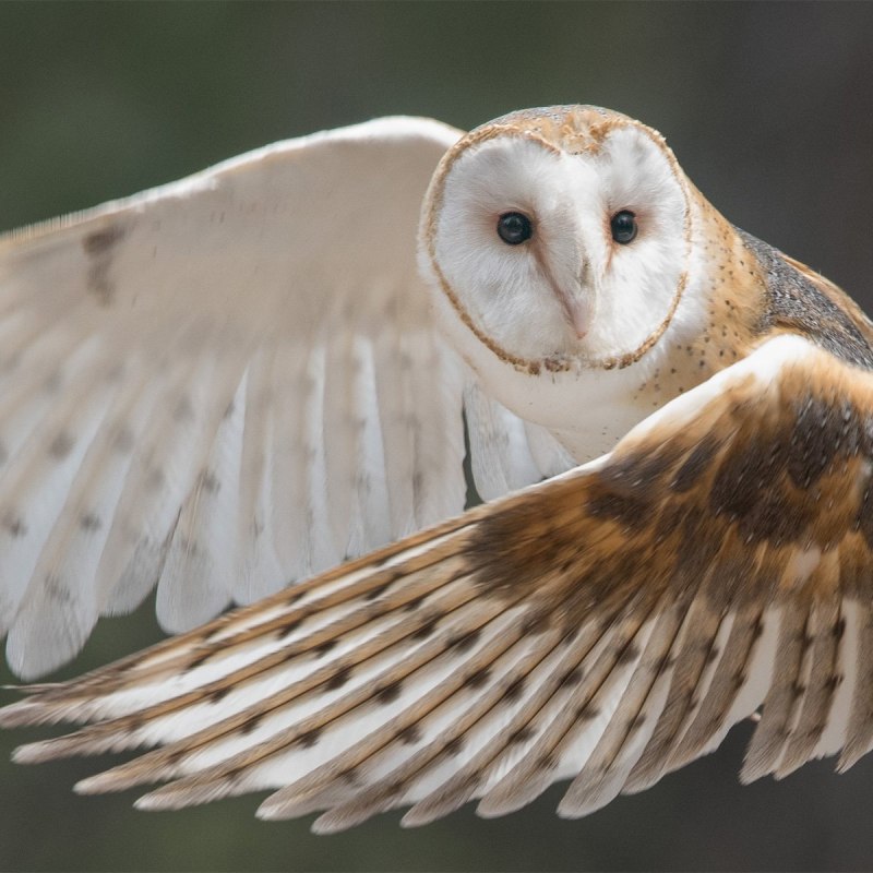 Сова сипуха с крыльями