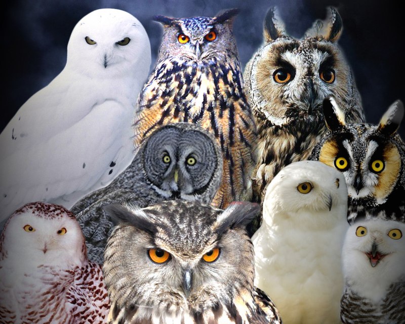 Полярная ушастая Сова