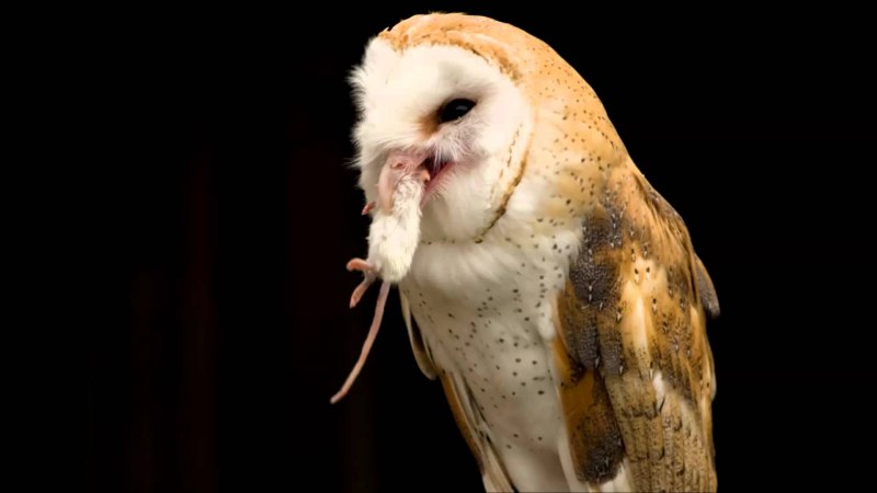 Домашняя Сова сипуха