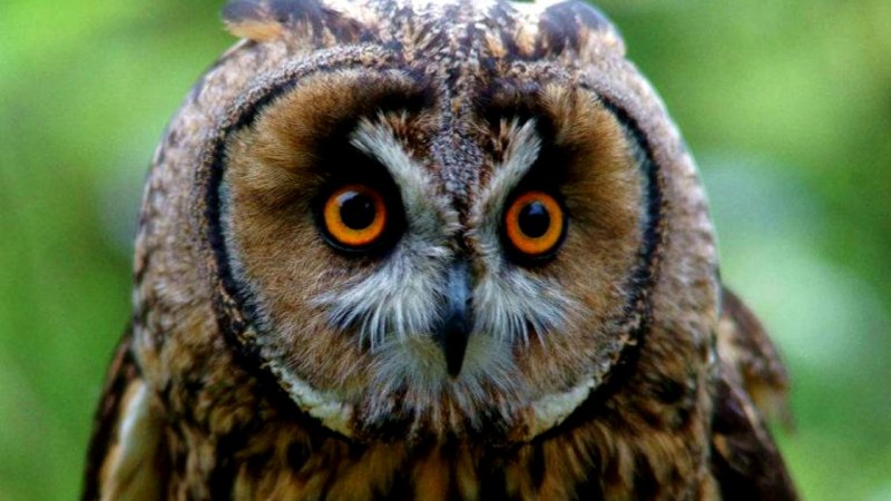 Полярная ушастая Сова