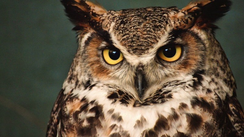 Большая рогатая Сова Бубо-Бубо