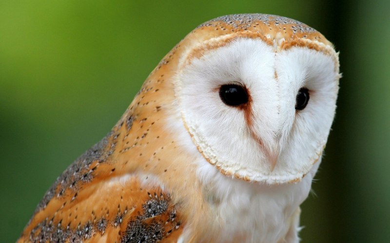 Обыкновенная сипуха