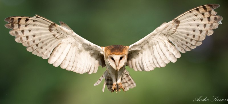 Сипуха размах крыльев