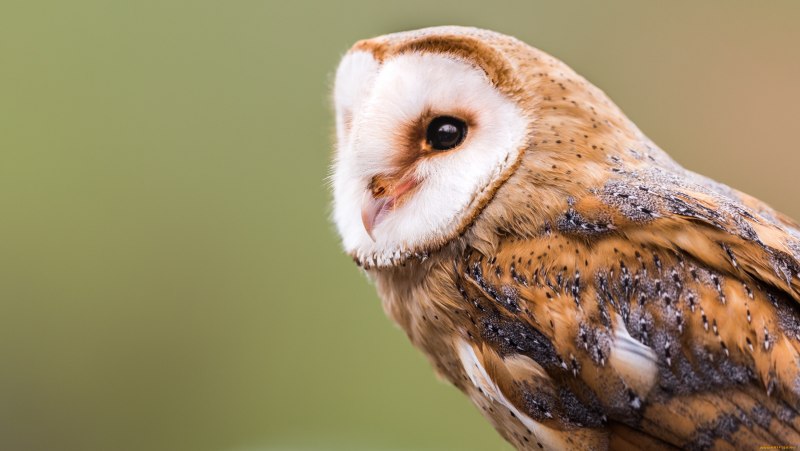 Амбарная Сова сипуха