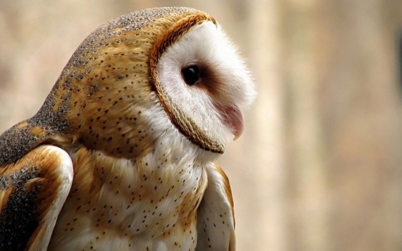 Сипуха Сибирская