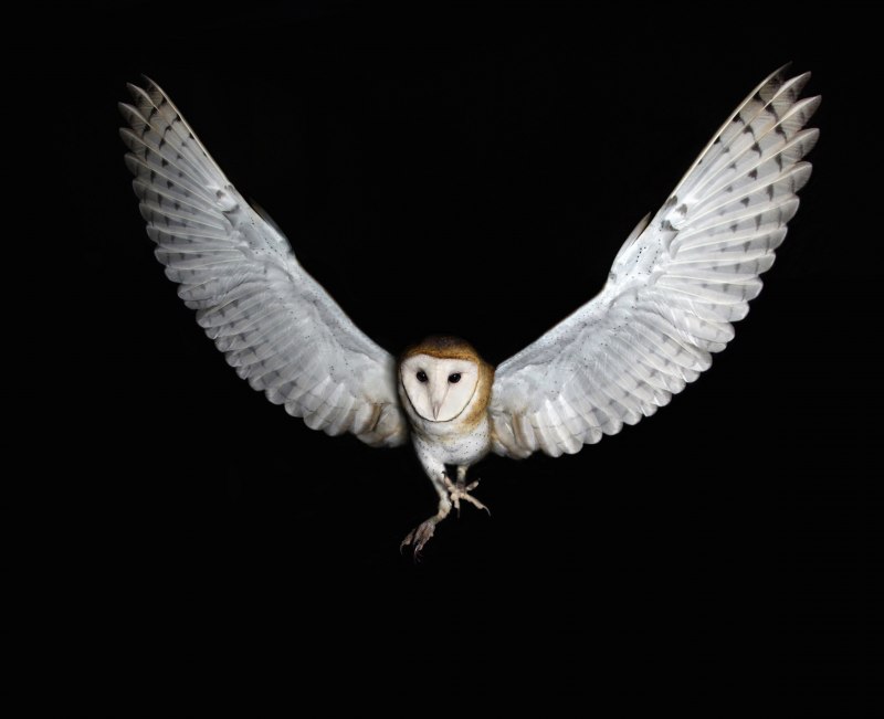 Полярная Сова в полете сипуха