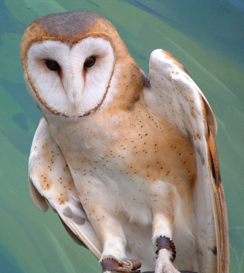 Капская сипуха