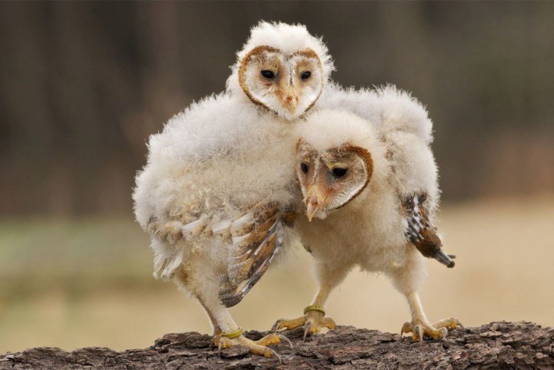 Сова сипуха птенец