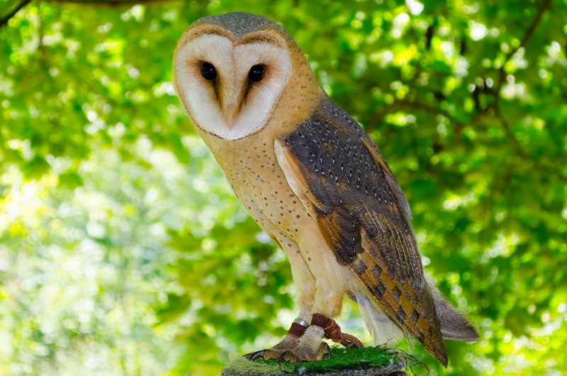 Обыкновенная сипуха