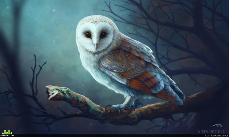 Сова сипуха арт фэнтези