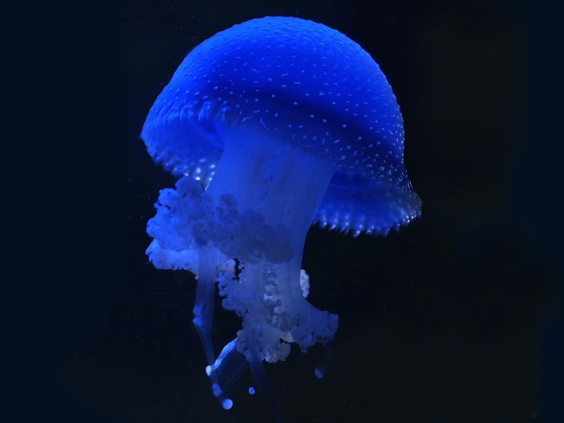 Сцифоидные медузы Аурелия