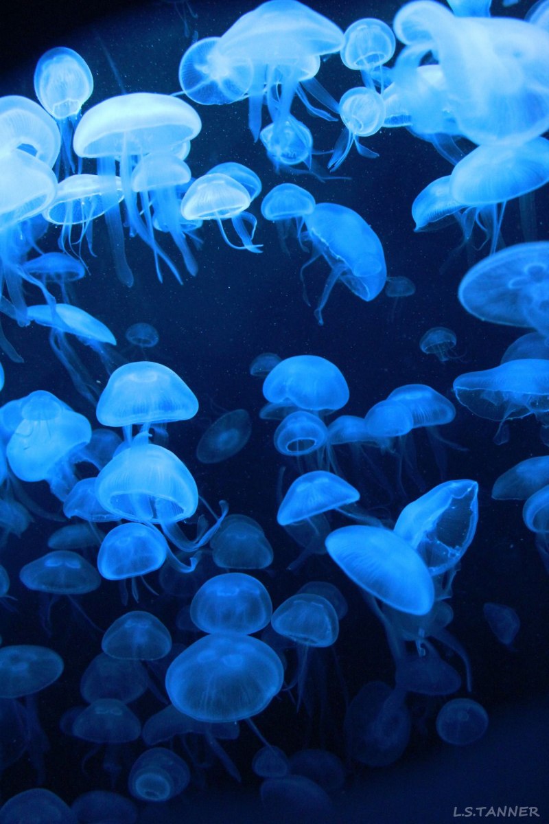 Кишечнополостные медуза корнерот