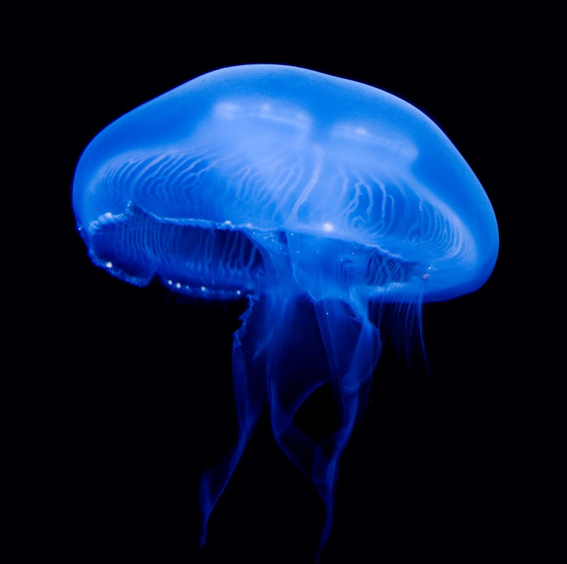 Биолюминесценция кишечнополостных