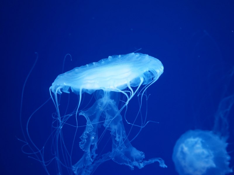 Сцифоидные кораллы