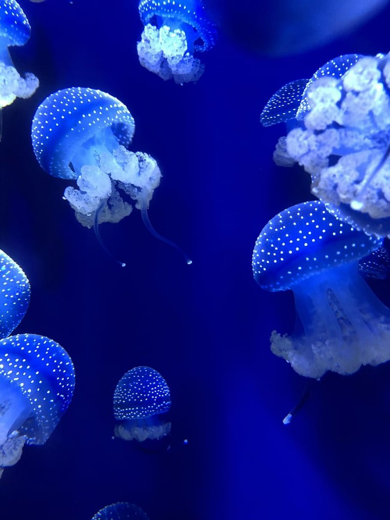 Хемилюминесценция медузы