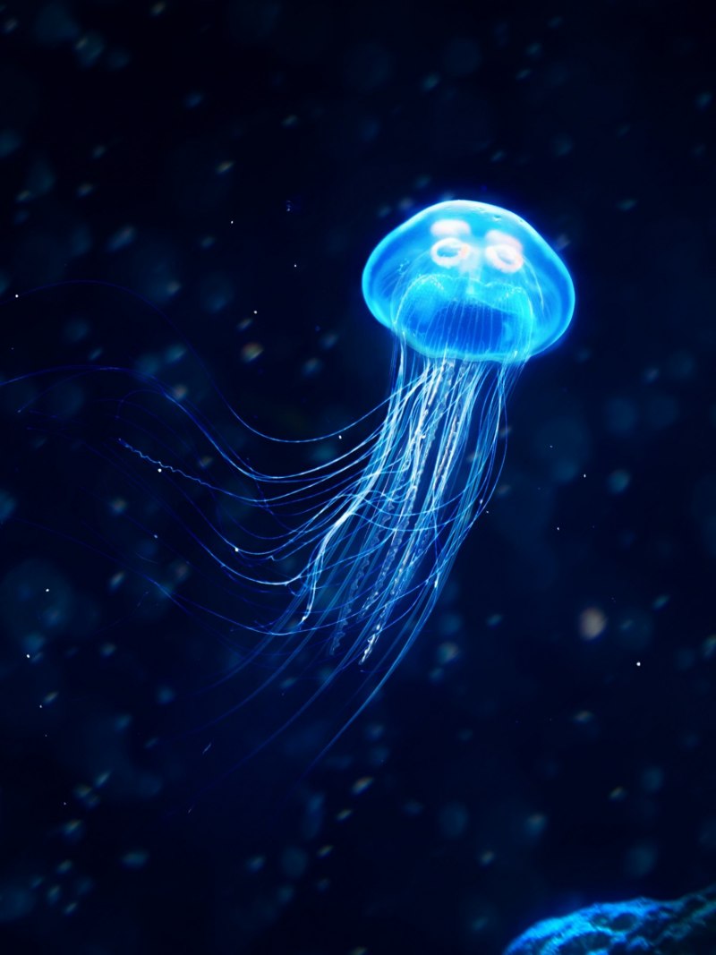 Медуза Ируканджи