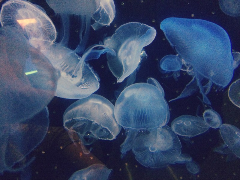 Медуза Джеллифиш