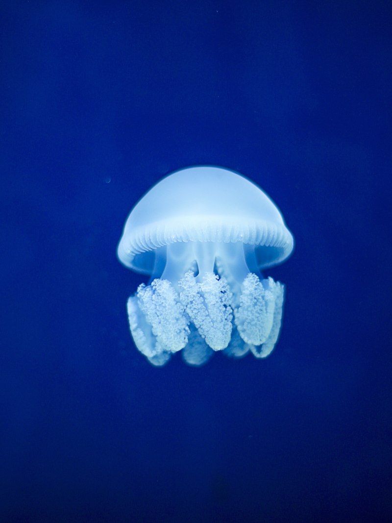 Маленькие медузы