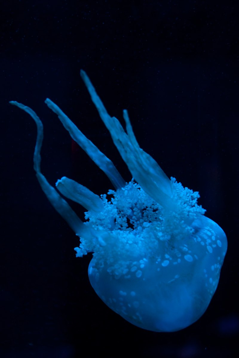 Воздушные медузы