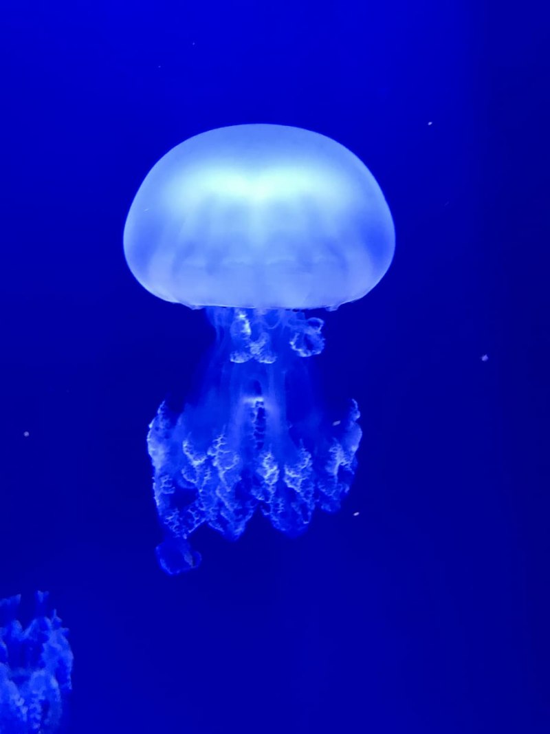 Медузы под водой