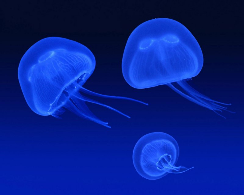 Система медуза