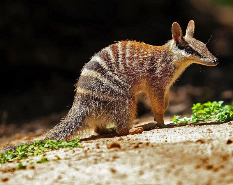 Сумчатый муравьед намбат