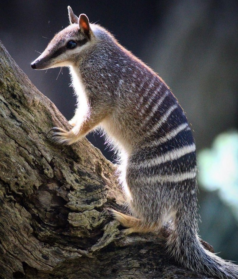 Сумчатый муравьед Австралии