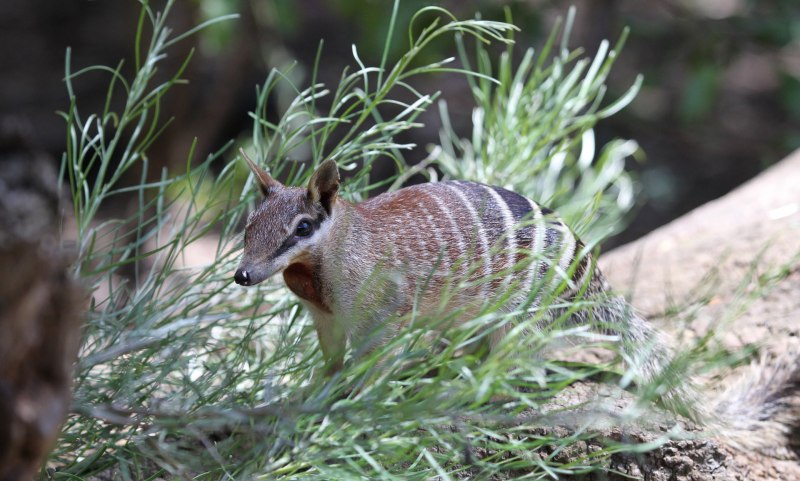 Намбат Numbat