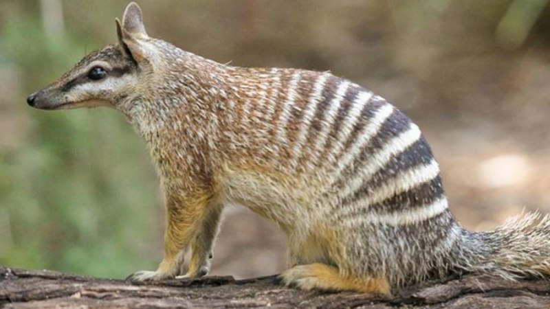 Сумчатые млекопитающие намбат