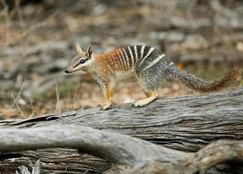 Сумчатый муравей Намбад