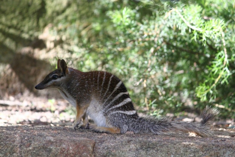 Сумчатый муравьед австралийский