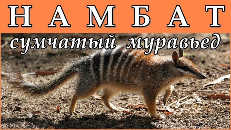 Сумчатый муравьед Австралии