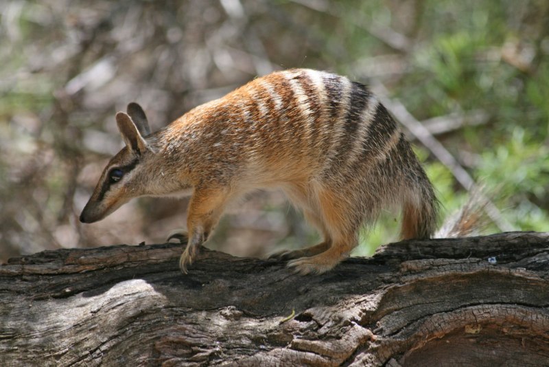 Сумчатый муравьед или намбат