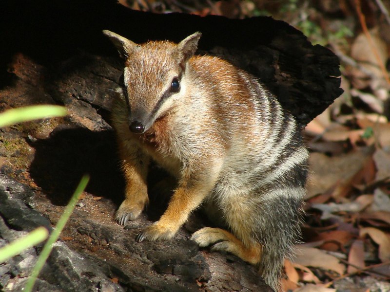 Сумчатый муравьед или намбат
