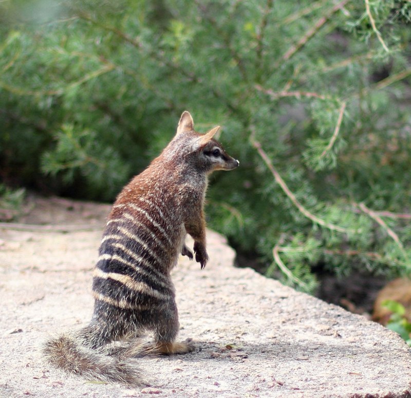 Сумчатый намбат