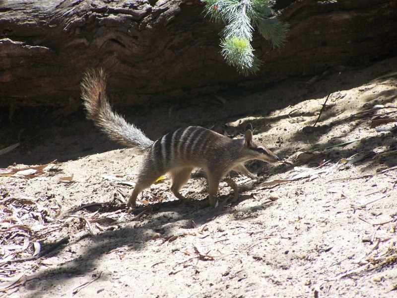 Нумбат Австралия