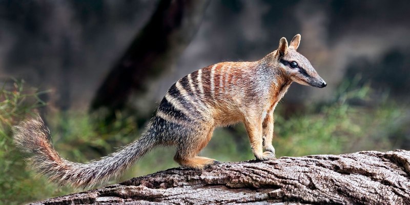 Муравьед по сравнению с человеком