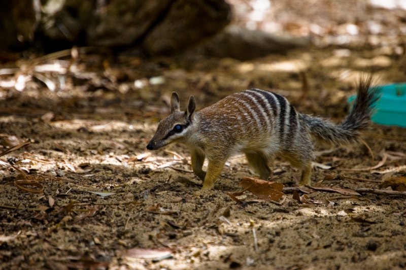 Сумчатый намбат