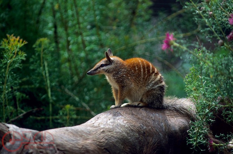 Сумчатый намбат