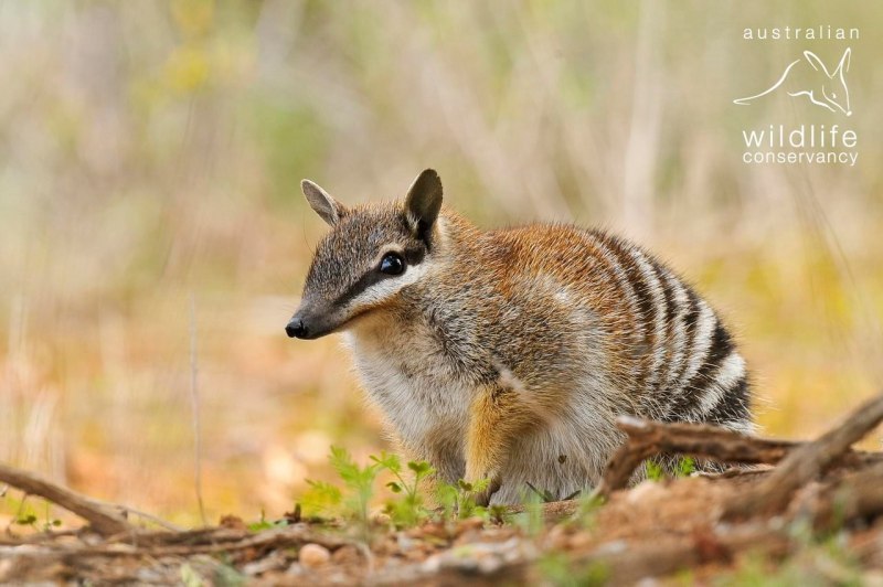Намбат Numbat