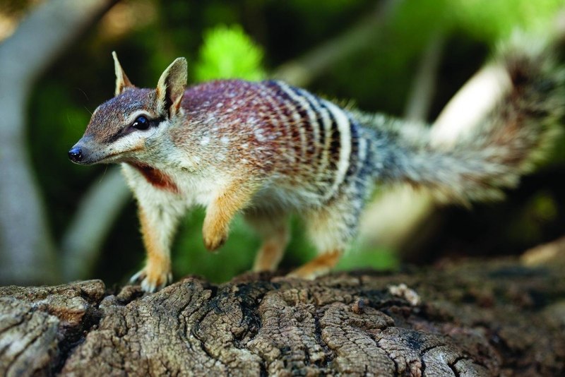 Западный намбат