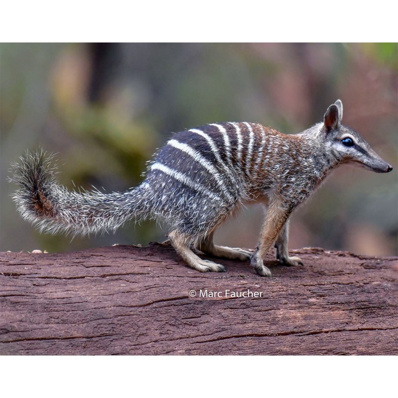 Животные Австралии сумчатый муравьед