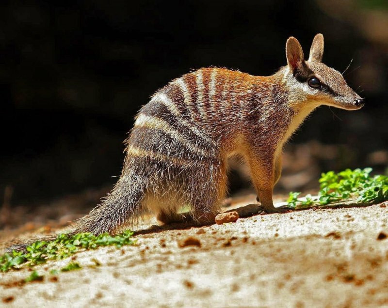 Сумчатый муравьед малыш